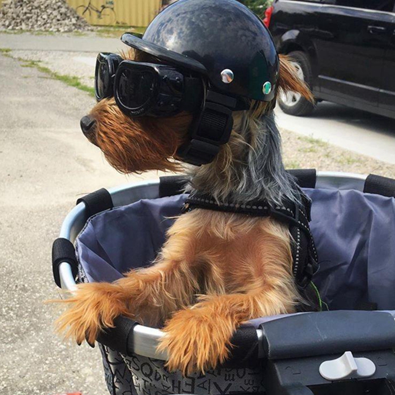 Commuting By Bike - Casques pour animaux de compagnie chien